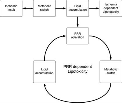 Lipotoxicity and immunometabolism in ischemic acute kidney injury: current perspectives and future directions